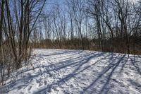 the tree lined trail is marked by shadows on the snowy ground there are no leaves on the ground