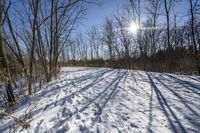 the tree lined trail is marked by shadows on the snowy ground there are no leaves on the ground