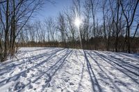 the tree lined trail is marked by shadows on the snowy ground there are no leaves on the ground