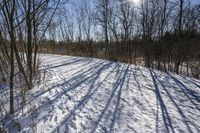 the tree lined trail is marked by shadows on the snowy ground there are no leaves on the ground