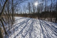 the tree lined trail is marked by shadows on the snowy ground there are no leaves on the ground