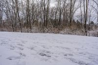 the trees are lined with many snow spots in the snow near a trail with white tracks and lines