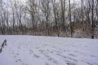 the trees are lined with many snow spots in the snow near a trail with white tracks and lines