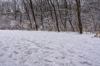 the trees are lined with many snow spots in the snow near a trail with white tracks and lines