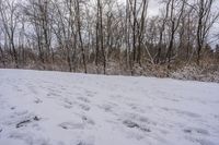 the trees are lined with many snow spots in the snow near a trail with white tracks and lines