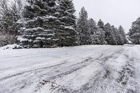 Winter Landscape: Snow-covered Roads and Woody Plantation 001