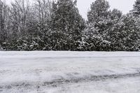 Winter Landscape: Snow-Covered Tree