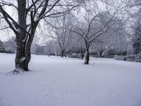 trees covered in snow are lined with footprints on the ground from a frozen sidewalk by a grassy area