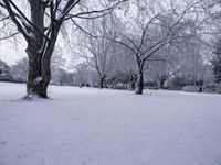 trees covered in snow are lined with footprints on the ground from a frozen sidewalk by a grassy area