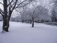 trees covered in snow are lined with footprints on the ground from a frozen sidewalk by a grassy area