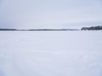 Winter Landscape in Sweden: Tree Covered in Snow