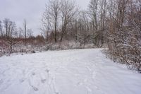 Winter Morning on Ontario Canada Forest Road