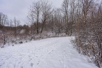 Winter Morning on Ontario Canada Forest Road