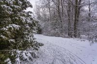 a person skiing down a path covered with snow between trees and evergreens in a forest