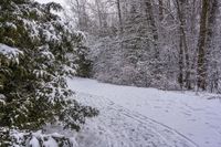 a person skiing down a path covered with snow between trees and evergreens in a forest