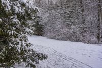 a person skiing down a path covered with snow between trees and evergreens in a forest