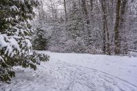 a person skiing down a path covered with snow between trees and evergreens in a forest