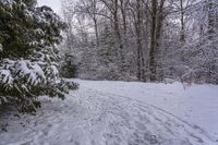 a person skiing down a path covered with snow between trees and evergreens in a forest