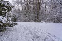 a person skiing down a path covered with snow between trees and evergreens in a forest