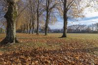 there are lots of trees and leaves in this park area in the winter time on the grass