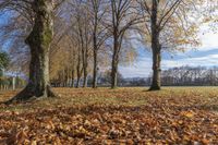 there are lots of trees and leaves in this park area in the winter time on the grass