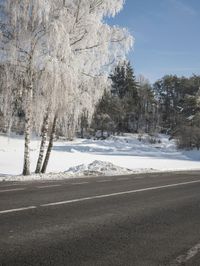 an open road surrounded by snow covered trees in the winter on a sunny day,