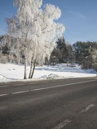 an open road surrounded by snow covered trees in the winter on a sunny day,