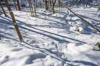 snow in the woods and sunlight casting long shadows on the ground from trees and plants