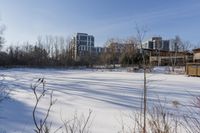 the snow is very long and the grass is empty and in a large yard with tall buildings