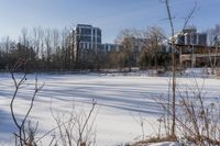 the snow is very long and the grass is empty and in a large yard with tall buildings