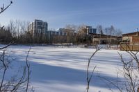 the snow is very long and the grass is empty and in a large yard with tall buildings