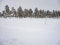 this photo is taken in winter time, and shows snow - covered trees on a field