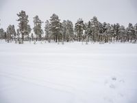 this photo is taken in winter time, and shows snow - covered trees on a field