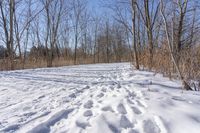 two tracks in the snow of an open trail with trees and bushes with no leaves