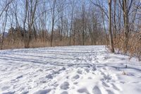 two tracks in the snow of an open trail with trees and bushes with no leaves