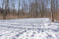 two tracks in the snow of an open trail with trees and bushes with no leaves