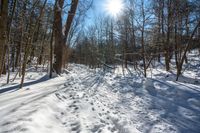 the sun shining down over a small pathway in the woods in winter time with fresh snow