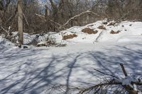 a fire hydrant sits in the snow near some trees and bushes on a slope