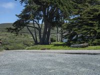 a woman walks past some trees near the road where the dog is standing in the middle