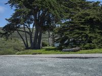 a woman walks past some trees near the road where the dog is standing in the middle