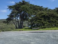 a woman walks past some trees near the road where the dog is standing in the middle