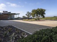 the woman walking with a suitcase is in the road near an olive tree on a hill side