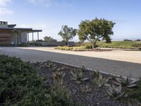 the woman walking with a suitcase is in the road near an olive tree on a hill side