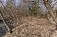 a wooded area next to a river, with no leaves on it and a bunch of dry brown grass