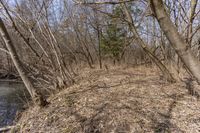 a wooded area next to a river, with no leaves on it and a bunch of dry brown grass