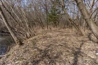 a wooded area next to a river, with no leaves on it and a bunch of dry brown grass