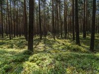 a forest with lots of tall trees and a grassy patch of grass on the ground