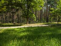 trees in a wooded area with a dirt trail leading through the forest floor surrounded by green grass