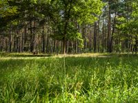 trees in a wooded area with a dirt trail leading through the forest floor surrounded by green grass