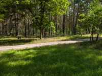 trees in a wooded area with a dirt trail leading through the forest floor surrounded by green grass